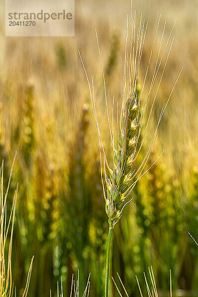 Close up of a rippening head of wheat glowing with warm light at sun rise