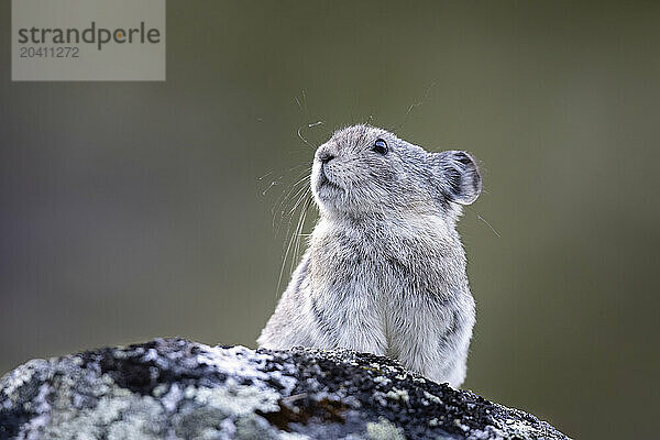 A collared pika  Ochotona collaris  perches at alert on a boulder in Southcentral Alaska's Hatcher Pass in the Talkeetna Mountains north of Palmer. Pikas are not rodents  but lagomorphs  like snowshoe hares  and are called rock rabbits by some. They congregate in colonies in mountainous areas  living in rock slides  talus slopes  or around large boulders  usually with meadows or patches of vegetation in the vicinity.