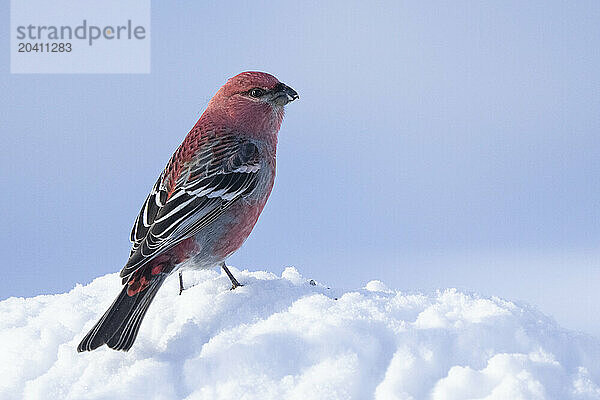 Pine grosbeak (male)
(Pinicola enucleator)