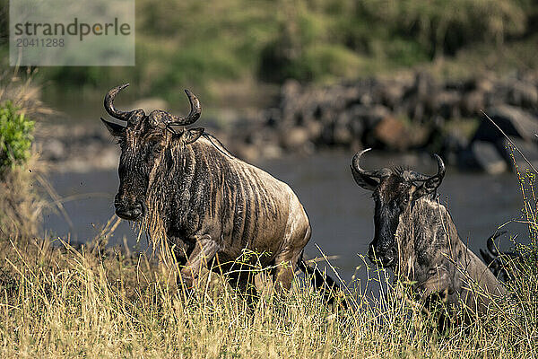 Two blue wildebeest climb riverbank in sunshine