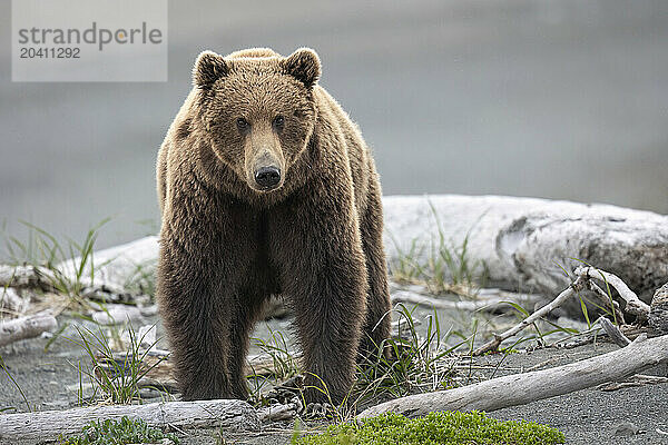 A brown bear  Ursus arctos  walking a sand spit at southwestern Alaska's McNeil Cove pauses to examine the photographer.