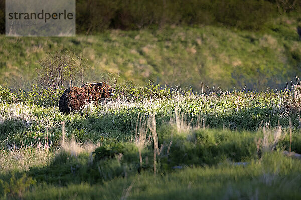 An Alaska brown bear  Ursus arctos  recently out of hibernation  rests in early-June sunlight near McNeil River at the foot of the Aleutian Range.