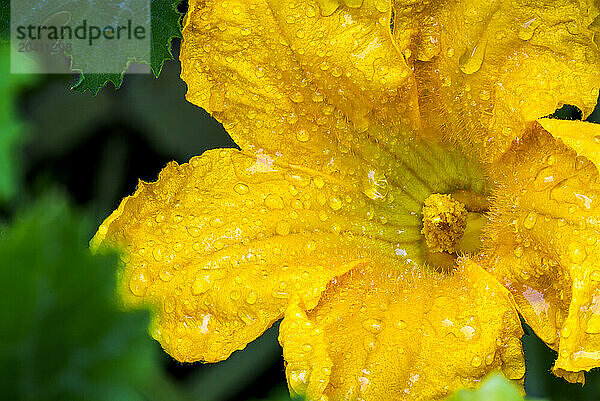 Extreme close up of a fully opened flowering zucchini blossom with water droplets