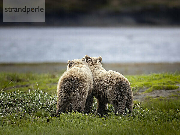 Yearling brown bear siblings  Ursus arctos  take a break from roughhousing near McNeil River  Alaska  while their mother feeds nearby on sedges. Brown bears gather in the area each spring and early summer to feed heavily on nutritious sedges prior to the arrival of local salmon runs.