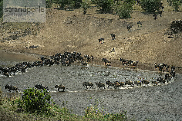 Two lines of blue wildebeest cross river