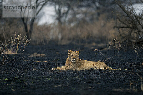 Young male lion lies on burnt savannah