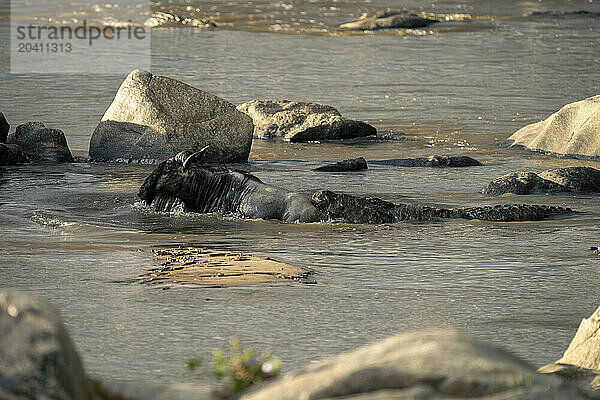 Blue wildebeest struggling to escape Nile crocodile