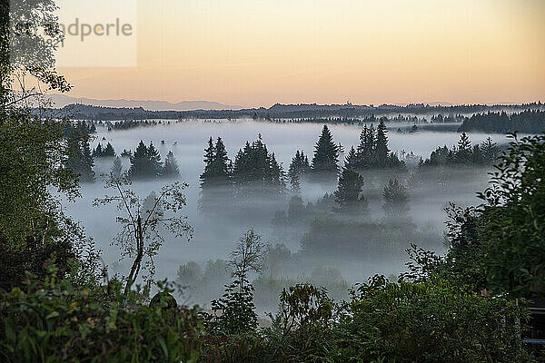 Fog amomg the trees at Sunrise in the Pacific Northwest. Olympic Mountains in the background.