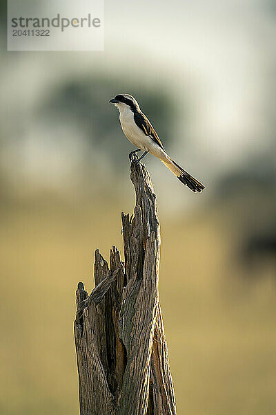 Grey-backed fiscal on tree stump in profile