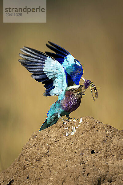 Lilac-breasted roller tosses insect on termite mound