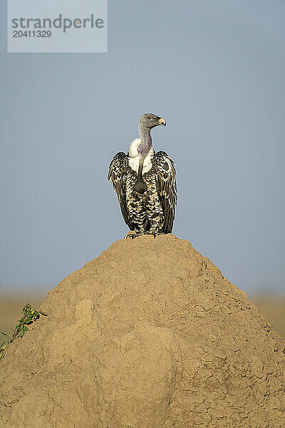 Ruppell vulture turning head on termite mound