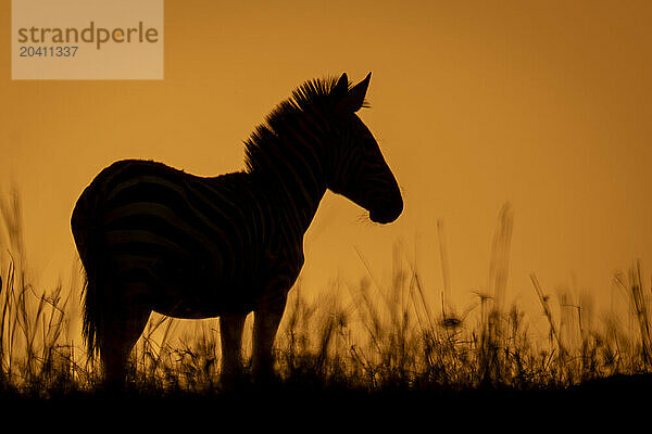 Plains zebra standing at sunrise on horizon