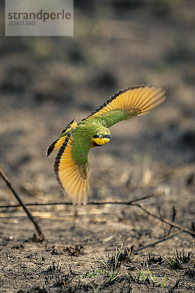 Little bee-eater flying towards camera near ground