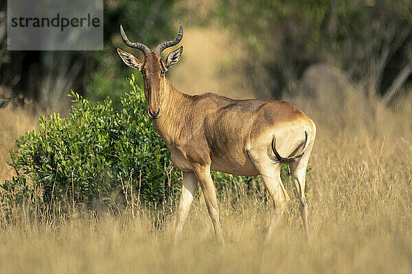 Coke hartebeest stands in savannah turning head