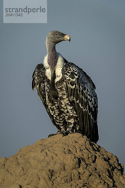 Ruppell vulture on termite mound turning head