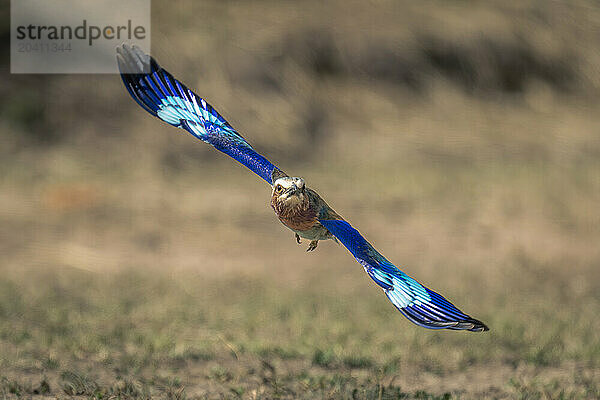 Lilac-breasted roller flies towards camera spreading wings