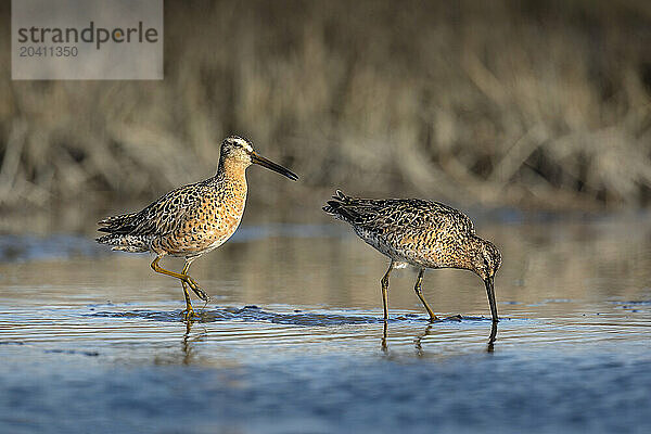 A pair of short-billed dowitchers feed on invertebrates by using their bills to probe the mud of Southcentral Alaska's Susitna Flats in May. Dowitchers and many other shorebird species use the flats as a stopover - or as a nesting destination - during the spring migration.