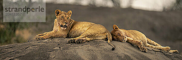 Panorama of two lionesses lying on rock