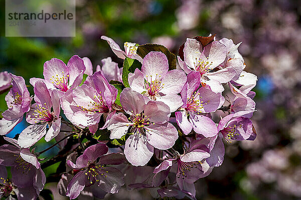 Close up of a grouping of pink apple blossoms