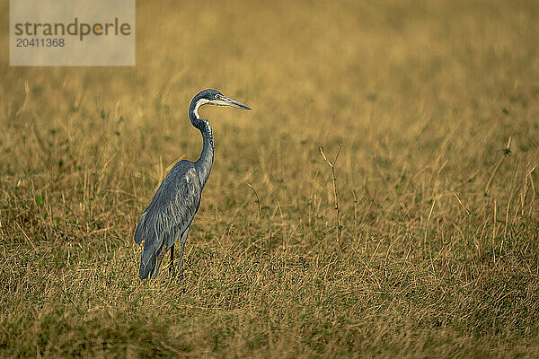 Black-headed heron stands in grass in profile