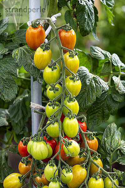 Close up of ripening grape tomatoes on the vine