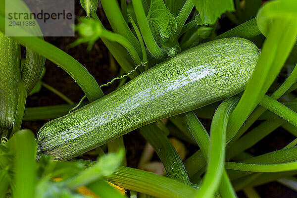 Close up of a green zucchini on the plant in a garden