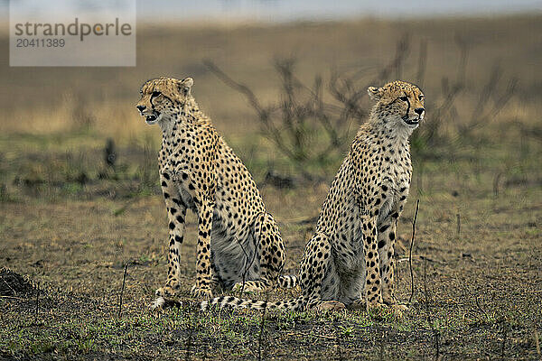 Two cheetahs sit facing in opposite directions