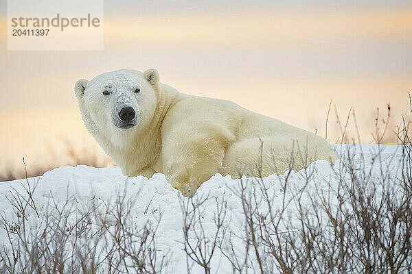 Polar bears in the snow  Churchill Manitoba