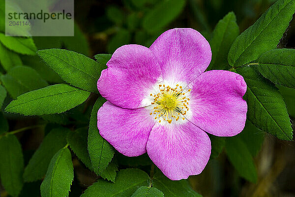 Close up of a wild rose