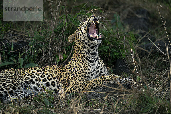 Close-up of female leopard lying yawning widely