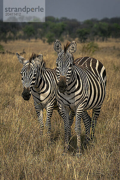 Two plains zebra stand together on grassland