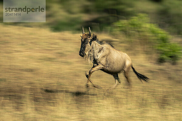 Slow pan of blue wildebeest calf galloping