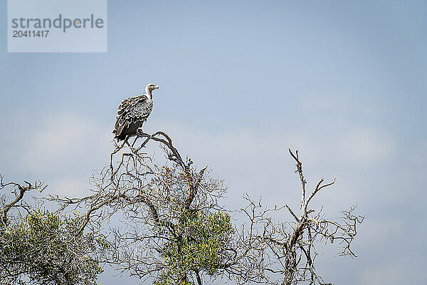 Ruppell vulture on topmost branch of tree