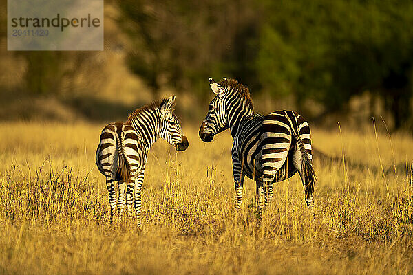 Two plains zebra stand turning towards camera