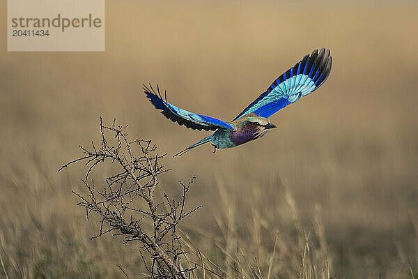 Lilac-breasted roller flying away from dead bush