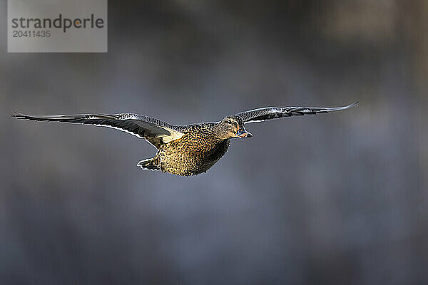 A mallard hen soars over an unfrozen section of a Southcentral Alaska pond in mid-winter. As long as food and open water are available  some hardy ducks will remain in the region year-round.