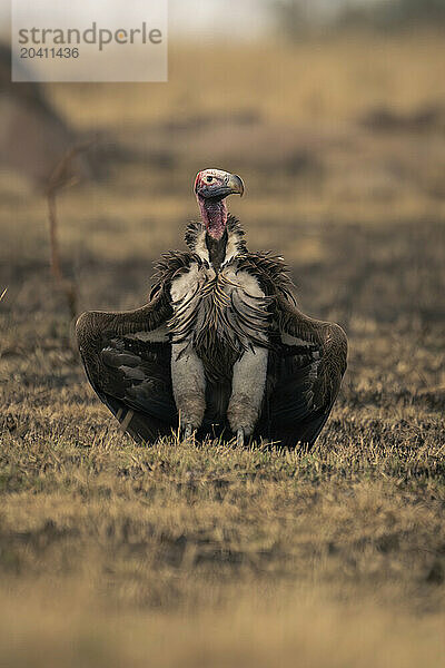 Lappet-faced vulture opens wings on grassy plain