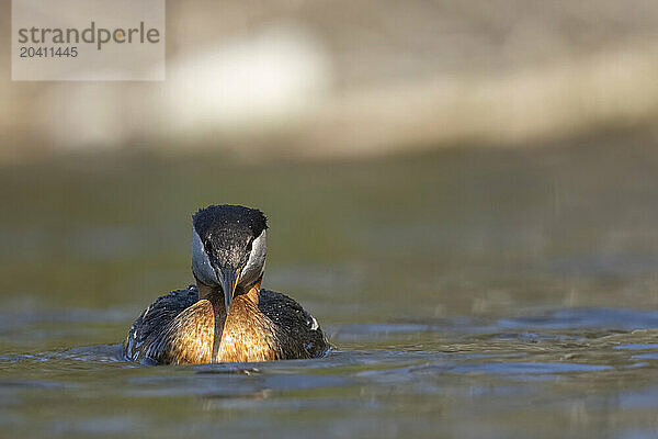 Red-necked grebe (Podiceps grisegena)