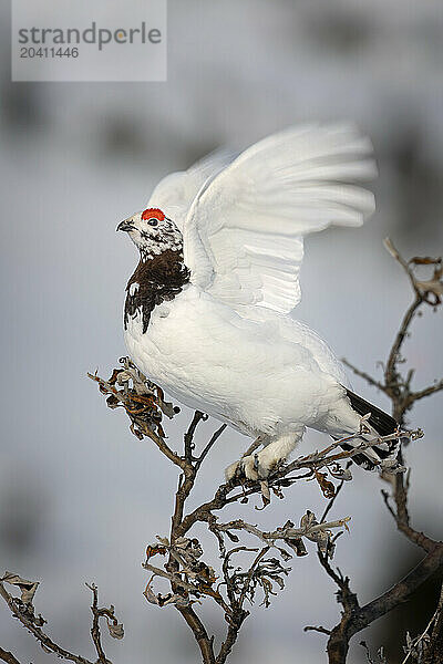 A male willow ptarmigan showing early breeding colors in its neck and eye combs uses its wings to balance on a willow branch in Southcentral Alaska's Chugach State Park.