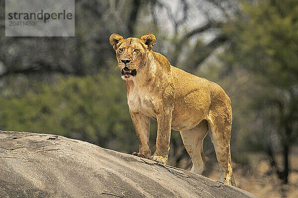 Blood-stained lioness stands on kopje by trees