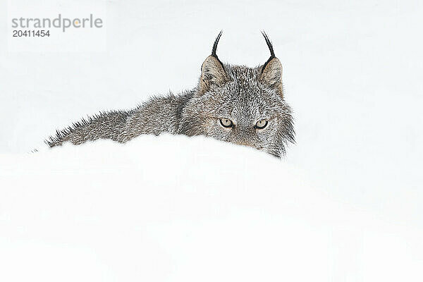 Canadian Lynx in the snow along the roadways of the Yukon.