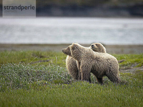 Yearling brown bear siblings  Ursus arctos  take a break from roughhousing near McNeil River  Alaska  while their mother feeds nearby on sedges. Brown bears gather in the area each spring and early summer to feed heavily on nutritious sedges prior to the arrival of local salmon runs.