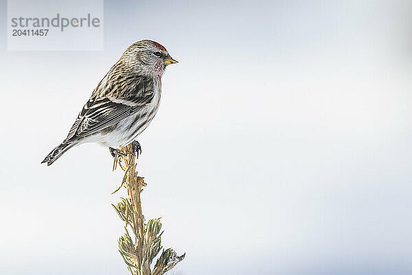 Common redpolls (genus Acanthis)