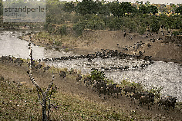 Blue wildebeest cross Mara in two lines