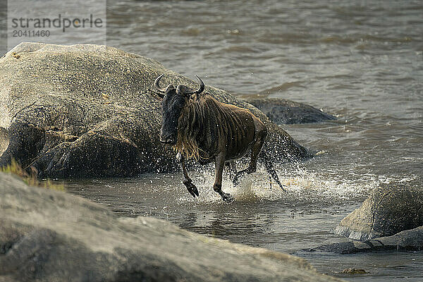 Blue wildebeest escapes Nile crocodile in water