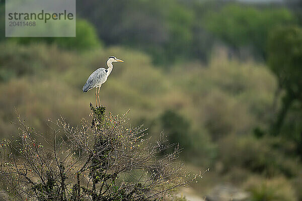 Grey heron on bush in wooded grassland