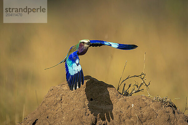 Lilac-breasted roller taking off from termite mound