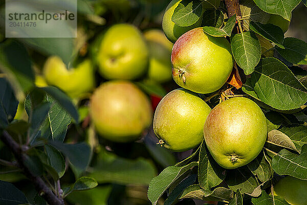 Close up of golden apples on a tree branch at sun rise