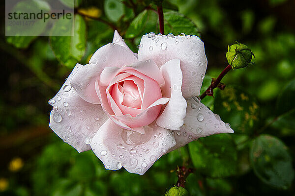 Dew drops on a classic Pink Rose