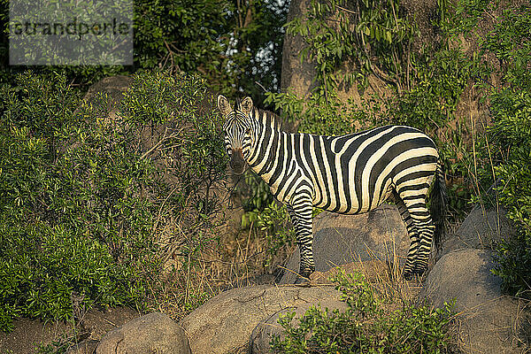 Plains zebra stands on rocks among bushes